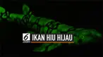 Tak hanya bunglon, ikan hiu juga ternyata memiliki kemampuan untuk mengubah warna tubuhnya menjadi hijau. Fenomena ini sedang diteliti para ilmuwan.