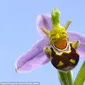 Anggrek Lebah Miliki Bentuk Karakter Tokoh Shrek (Foto: Mirror.co.uk)