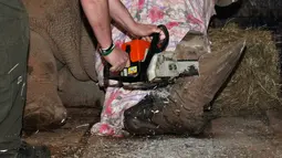 Petugas memotong cula badak putih bernama Pamir di kebun binatang Dvur Kralove, Ceko, 20 Maret 2017. Tindakan ini dilakukan setelah seekor badak dibunuh untuk diambil culanya di sebuah kebun binatang Prancis. (Simona Jirickova/Zoo Dvur Kralove via AP)