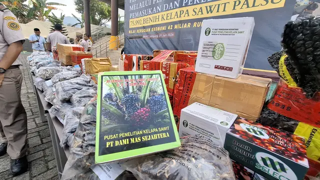 Petani Hampir Rugi Rp 42 M Akibat Bibit Sawit Ilegal