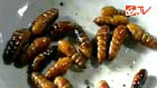 Ulat Daun Ternyata Lezat untuk Dimakan