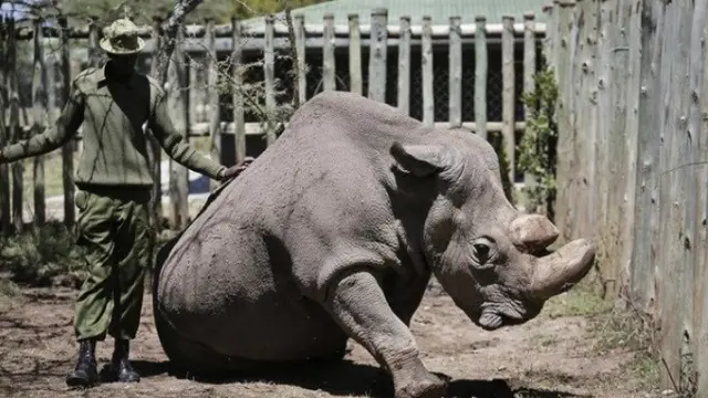 Sudan, Badak Putih jantan teraakhir di dunia akhirnya mati (AP)