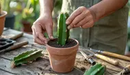 Cara Menanam Buah Naga dari Batang agar Cepat Berbuah untuk Pemula