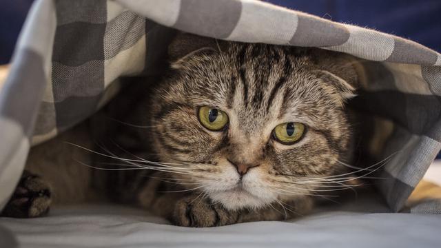 8 Penyebab Stres pada Kucing, Pemilik Wajib Tahu Solusi Jitunya