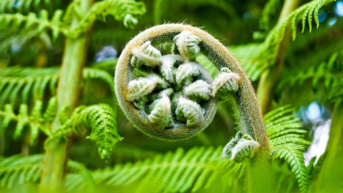 Panduan Menanam Pakis Korea atau Sayur “Lidi” di Polybag, Tren Urban Farming Asia