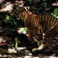 Foto yang diambil pada 20 Juni 2020 memperlihatkan seekor Harimau Sumatra liar berjenis kelamin betina berlari keluar dari kerangkeng besi saat proses pelepasliaran di kawasan Taman Nasional Gunung Leuser (TNGL), Aceh. (CHAIDEER MAHYUDDIN / AFP)