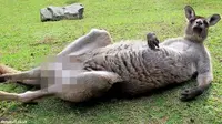 Foto Kelamin Kanguru Disensor Tourism Australia Picu Kemarahan