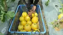 Buah melon premium Stella F1 dipanen di Teluk Naga, Tangerang, Kamis (20/4). PT East West Seed Indonesia (Ewindo) berhasil membina petani di sekitar Jakarta dengan teknik budidaya tanaman hortikultura berkualitas tinggi. (Liputan6.com/Helmi Afandi)