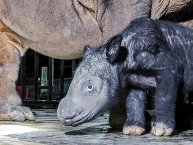 Gambar yang diambil pada 25 November 2023 dan dirilis pada 27 November 2023 oleh Kementerian Lingkungan Hidup dan Kehutanan RI ini memperlihatkan anak badak sumatera (dicerorhinus sumatrensis) yang baru lahir berdiri di samping induknya Delilah, seekor badak betina berusia 7 tahun, di Suaka Badak Sumatera, Taman Nasional Way Kambas, Provinsi Lampung. (Handout/Indonesian Ministry of Environment and Forestry/AFP)