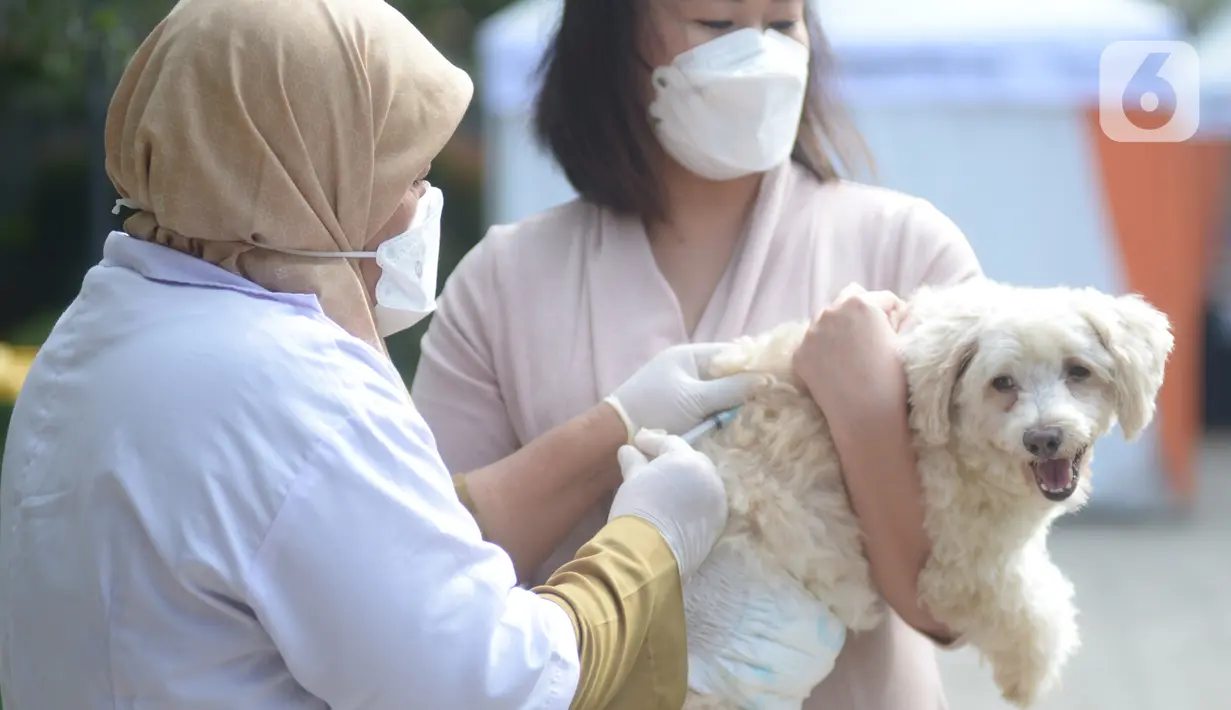 Paramedis menyuntikkan vaksin anti rabies kepada seekor anjing di Kecamatan Duren Sawit, Jakarta, Selasa (7/6/2022). Vaksin rabies yang diberikan secara gratis ini untuk menghindari dan mengantisipasi penyebaran penyakit rabies kepada hewan peliharaan. (merdeka.com/Imam Buhori)