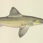 Ilustrasi hiu smooth-hound (wikimedia commons)