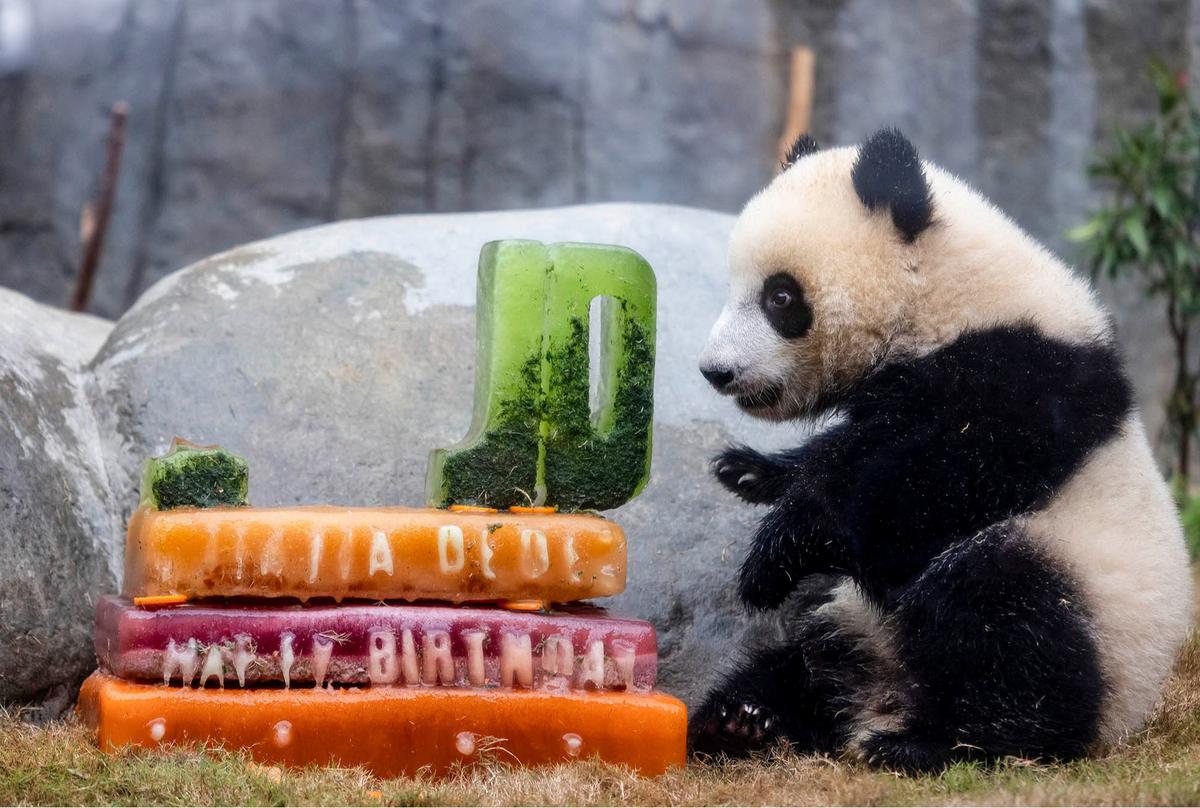 FOTO: Lucunya Panda Kembar De De & Jia Jia Rayakan Ulang Tahun Pertama di Hong Kong