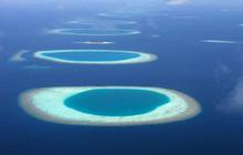 Ilmuwan Temukan Hutan Amazon di Bawah Laut Indonesia, Membentang Sampai 6 Negara