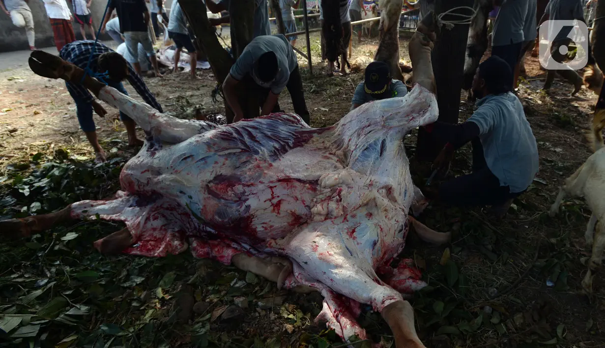 Panitia menguliti hewan kurban usai disembelih di Masjid Sunan Kalijaga, Padepokan Taman Mini Indonesia Indah, Jakarta, Selasa (20/7/2021). Sebanyak 71 kambing dan 15 sapi karyawan TMII yang dipotong dibagikan dagingnya kepada fakir miskin. (merdeka.com/Imam Buhori)