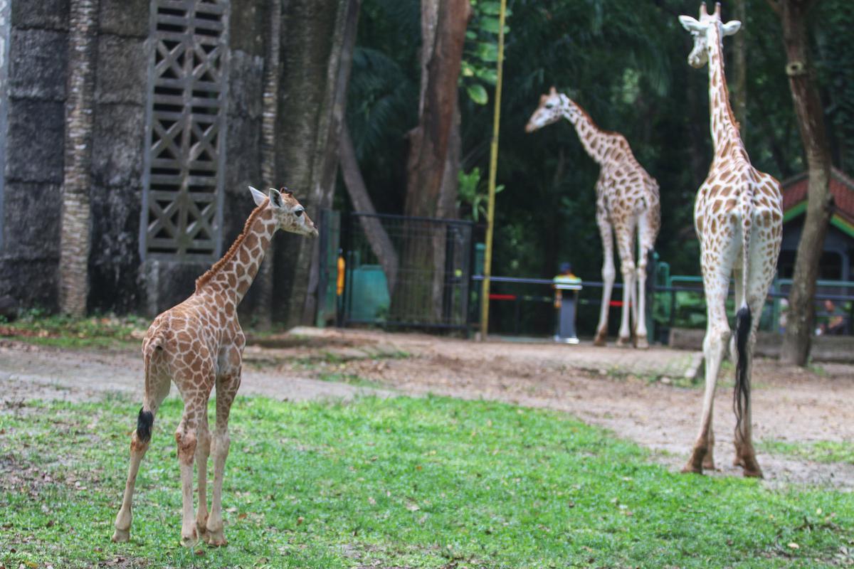 Rajaka, anak jerapah di Taman Margasatwa Ragunan