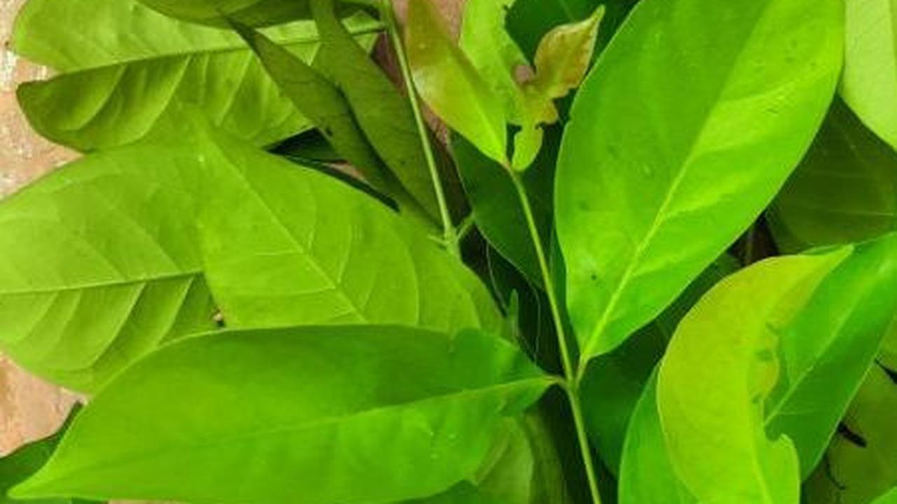 Tips Tambahan untuk Penyimpanan Daun Salam