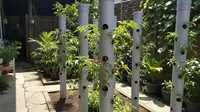 9 Desain Kebun Cabai Pakai Pipa Paralon Vertikal Anti Ribet, Panen Melimpah di Lahan Sempit