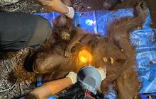 Kebakaran Hutan Mengancam Orangutan Tanjung Puting