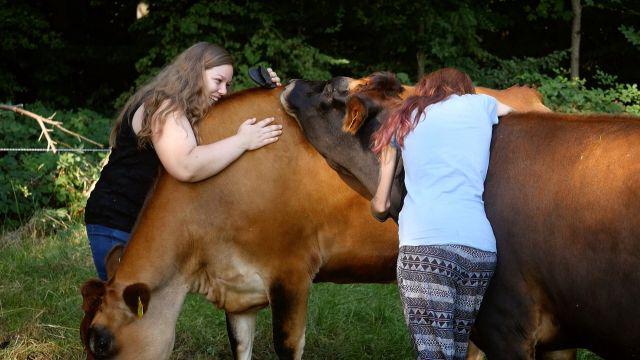 Memeluk sapi dipercaya bisa bikin pikiran makin tenang dan nyaman | Photo: Copyright 101accident.com
