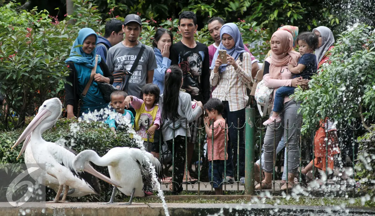 Sejumlah pengunjung melihat burung Pelikan di Kebun Binatang Ragunan, Jakarta Selatan, Senin (12/12). Libur Maulid Nabi Muhammad SAW, Kebun Binatang Ragunan diserbu warga yang ingin menikmati waktu libur bersama keluarga. (Liputan6.com/Yoppy Renato)