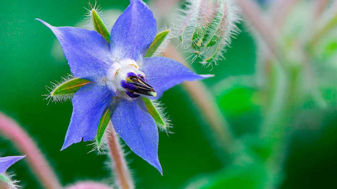 Ilustrasi Borage