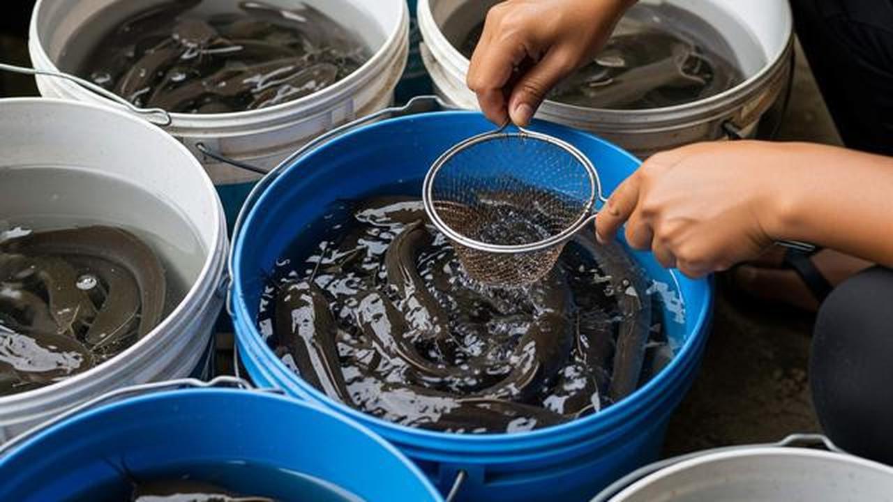8 Ide Usaha Ternak yang Tidak Butuh Listrik Besar, Modal Lebih Terjangkau