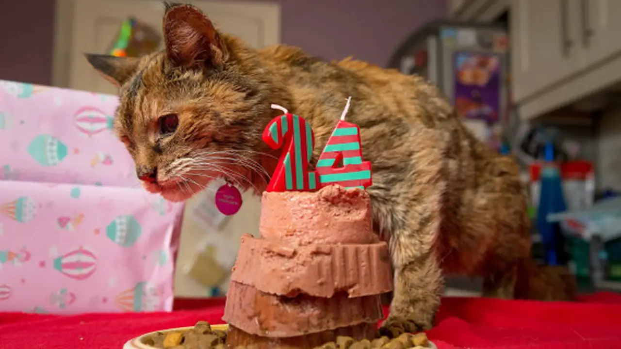 Perkenalkan Poppy, Kucing Tertua di Dunia Berusia 24 Tahun