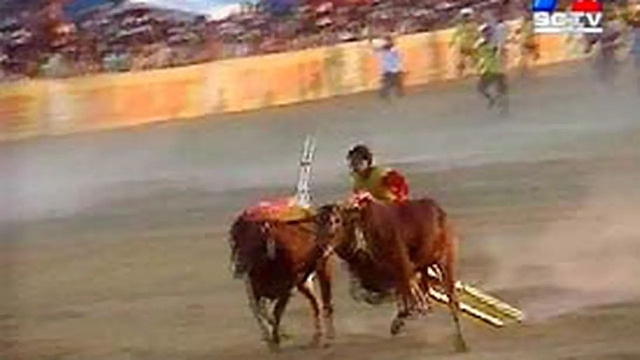 201003aKarapan.jpg