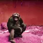 Ilustrasi simpanse (dok.unsplash)