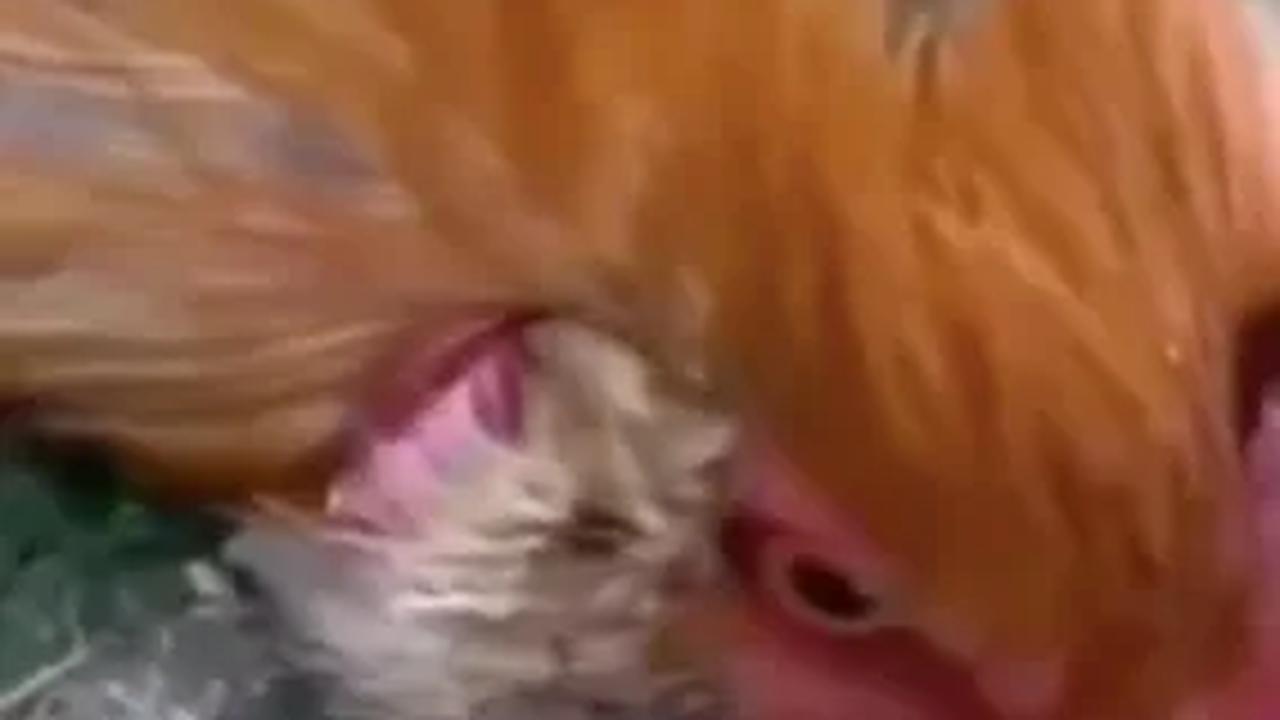 Berikut adalah video saat ayam dilakukan hipnotis
