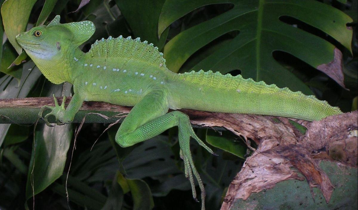 1. Makna di Balik Nama Kadal Basilisk&nbsp;<br>