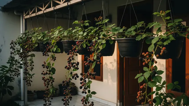 Blackberry Cascade yang Unik