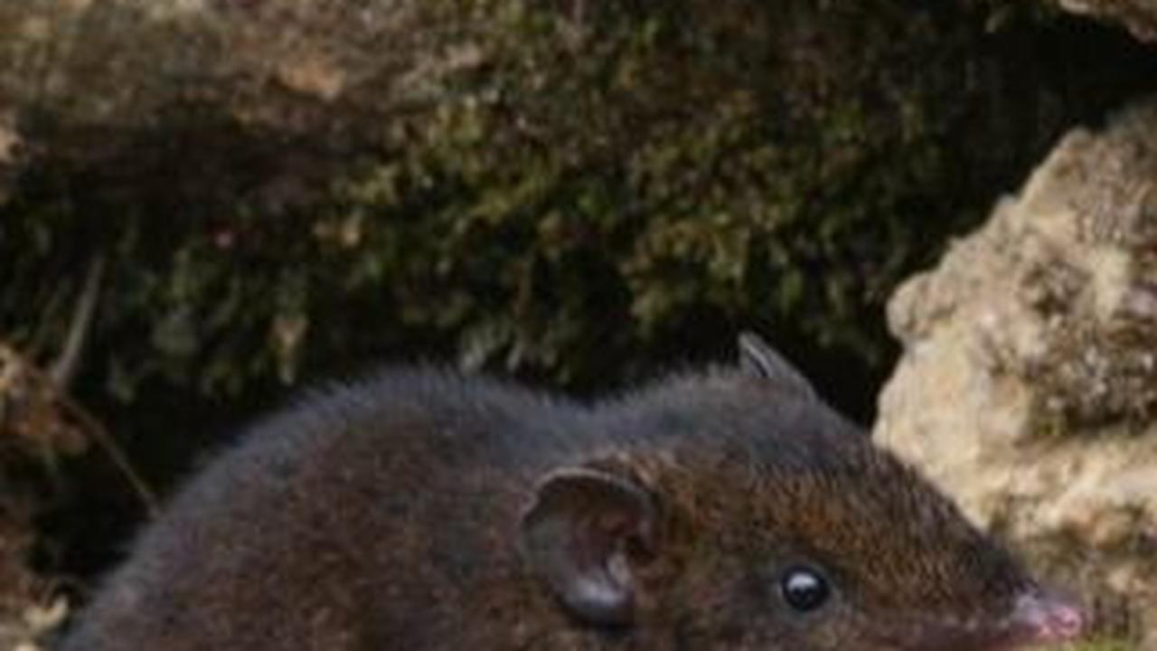 Unik, 5 Spesies Baru Landak Berduri Lunak Ditemukan dan Bentuknya Imut