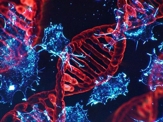 5 Fungsi Dna Dalam Tubuh Manusia Berperan Sebagai Duplikasi Diri Citizen6 Liputan6 Com