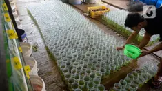 Pekerja menyortir anakan ikan cupang hias yang siap dibesarkan di pusat budidaya cupang Boston Betta Serpong, Tangerang Selatan, Selasa (8/12/2020). Dalam sebulan Boston Betta mampu menjual Ikan cupang hias sebanyak 10 ribu ekor dengan harga Rp20 ribu - Rp1,5 juta per ekor. (merdeka.com/Dwi Narwoko)