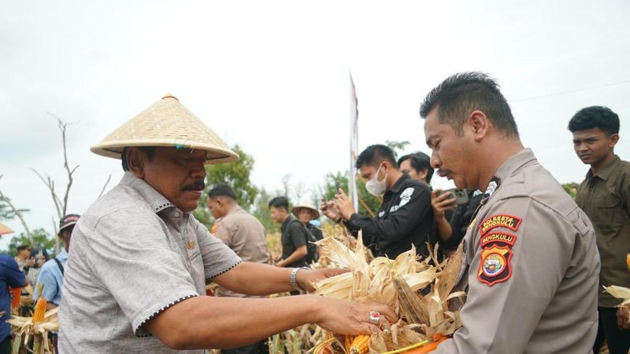 Ketahanan Pangan Bengkulu: Panen Jagung Serentak 2026 Wujudkan Swasembada Nasional