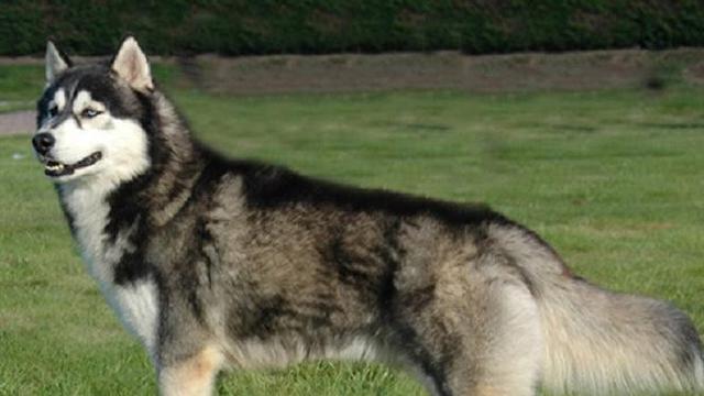Husky