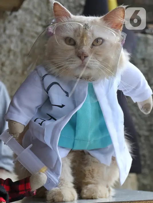 Seekor kucing menggunakan kostum dokter di rumah industri di Desa Jampang, Kabupaten Bogor, Selasa (8/12/2020). Fredi Lugina Priadi merancang kostum unik untuk kucing seperti baju dokter atau superhero dengan harga yang berkisar dari Rp38 ribu hingga Rp1,5 juta. (Liputan6.com/Herman Zakharia)