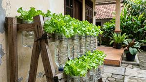 Cara Menanam Selada di Rumah Tanpa Membutuhkan Banyak Tempat, Cepat Panen