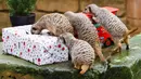 Kawanan meerkat mengambil makanan dari dalam kado hadiah Natal yang diberikan pihak kebun binatang di Hanover, Jerman, Selasa (19/12). Beragam reaksi muncul saat binatang penghuni kebun binatang itu menerima kado. (PHILIPP VON DITFURTH/DPA /AFP)