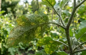 8 Cara Mengatasi Tungau pada Tanaman Terong agar Daun Tidak Menguning, Panen Tetap Maksimal
