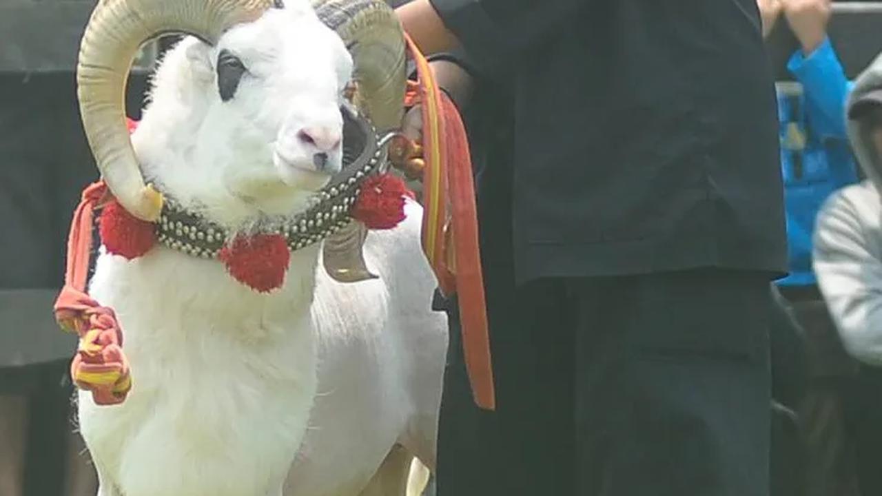 Respon warga dengan adanya kontes domba Garut ini juga mendapat sambuatan antusias.