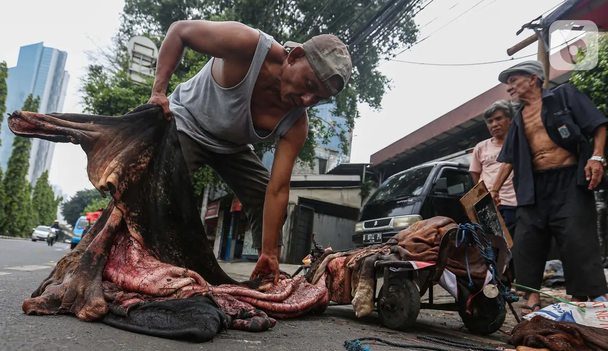 Dalam dua hari musim kurban, biasanya para pengepul bisa mengumpulkan sekitar 500 kg hingga 1,5 ton kulit. (Liputan6.com/Angga Yuniar)
