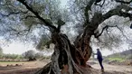  Pengunjung melihat dari dekat pohon zaitun yang dikenal dengan "Staring" yang pernah bagian dari film Olive karya sutradara Spanyol, Iciar Bollain di Uldecona, Spanyol (6/12). Uldecona terkenal dengan perkebunan zaitun yang luas. (AFP Photo/Jose Jordan)