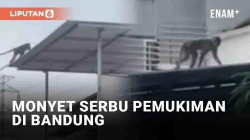 VIDEO: Kawanan Monyet Serbu Pemukiman di Bandung