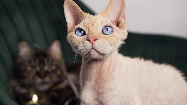 Devon Rex