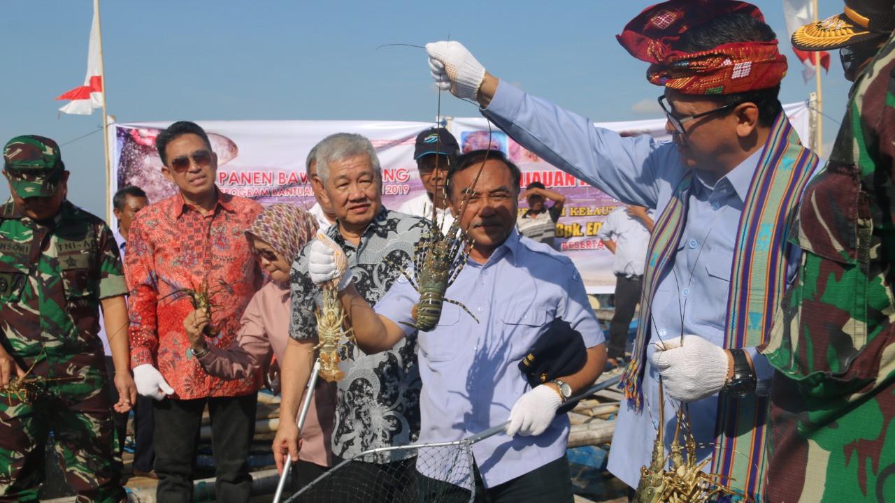 KKP terus kembangkan budidaya lobster dalam negeri