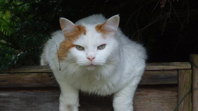 Turkish Van