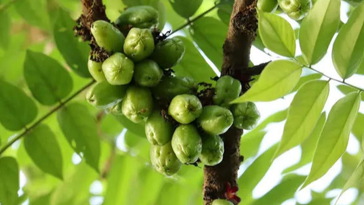 Cara Turunkan Kolesterol dengan Belimbing Wuluh, Ketahui Cara Konsumsinya yang Benar untuk Memperoleh Manfaatnya