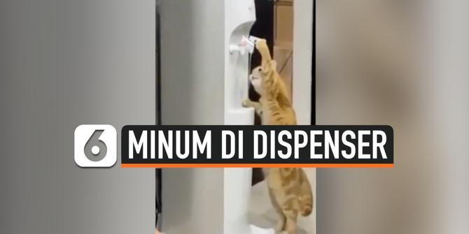 VIDEO: Kelakuan Ajaib Kucing, Ambil Minum Sendiri di Dispenser